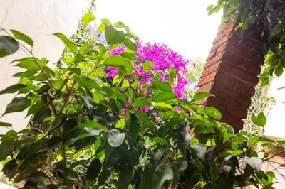 Jardín al aire libre en Meztli: Casa Boutique & Spa