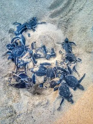 Animales en la villa o alrededores