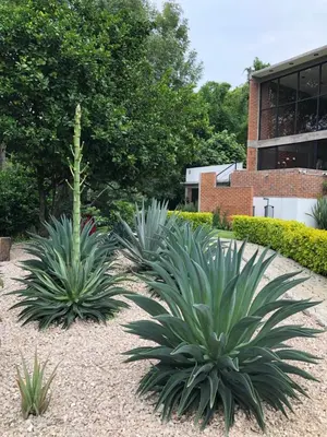 Jardín al aire libre en Las Orquídeas