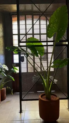 Plano de CASA PATO