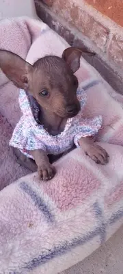 Mascotas con sus dueños en Hotel las carretas , spa y temazcal