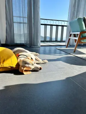 Mascotas con sus dueños en Loft ËNXË Boutique Habitación Green