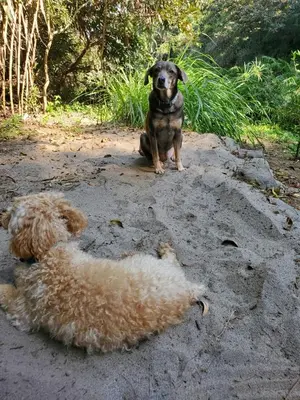 Mascotas con sus dueños en Teques Escape Natural
