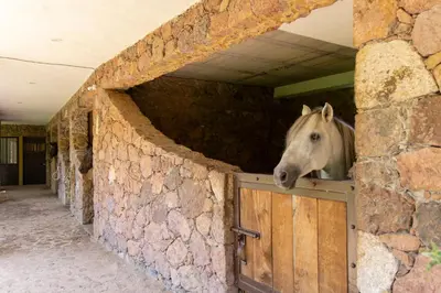 Animales en el hotel o alrededores