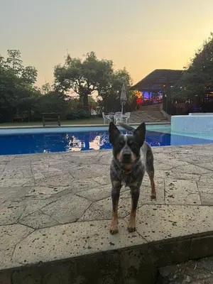 Mascotas con sus dueños en Sampaz
