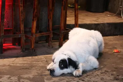 Mascotas con sus dueños en Sampaz