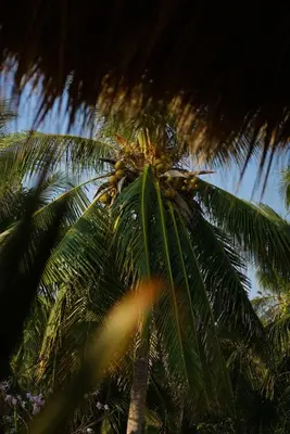 Plano de Casa Badú