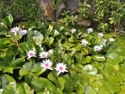 Jardín al aire libre en Jardin Zen