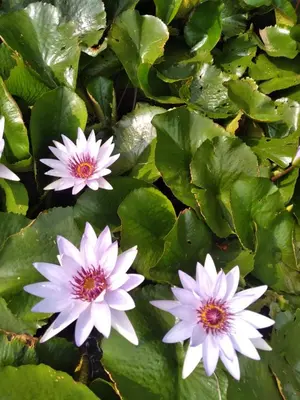 Jardín al aire libre en Jardin Zen