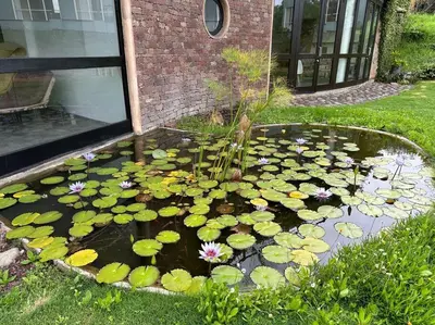 Jardín al aire libre en Casa Ananda