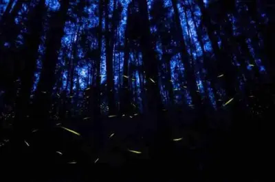 Plano de Cabaña en el bosque y cerca al río Starlink