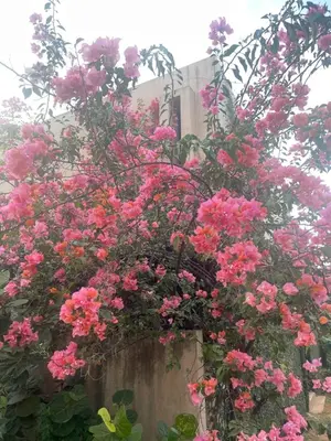 Jardín al aire libre en Casa Huizache