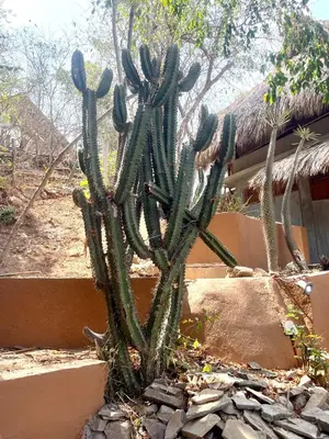 Plano de Casa Paraiso Mazunte - lofts with Sea view