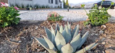Jardín al aire libre en Hotel Caminos