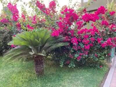 Jardín al aire libre en hotel las olas zicatela