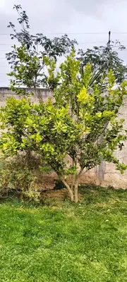 Jardín al aire libre en Casa Tlatlauqui