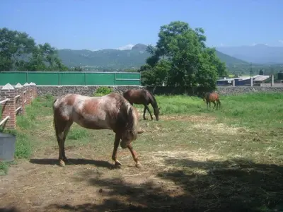 Animales en la casa o chalet o alrededores