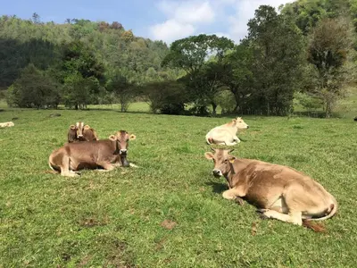 Animales en el apartamento o alrededores