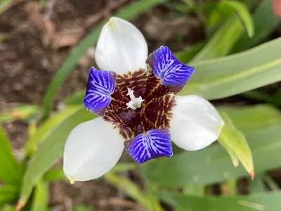 Jardín al aire libre en Sumérgete en el bosque Citlalapa