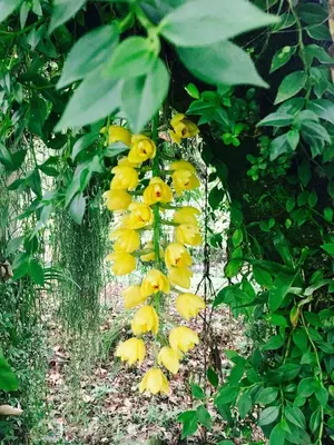Jardín al aire libre en Sumérgete en el bosque Citlalapa