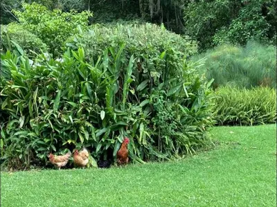 Jardín al aire libre en Sumérgete en el bosque Citlalapa