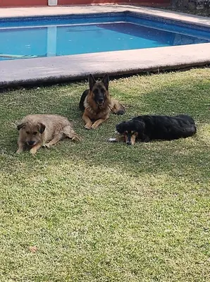 Mascotas con sus dueños en Nada y acampa con tus perritos
