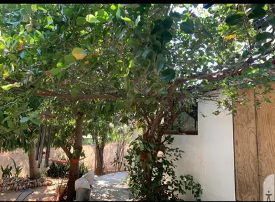 Jardín al aire libre en Habitación 2 camas internet Starlink