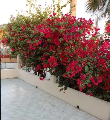 Jardín al aire libre en Acogedora casita en la playa