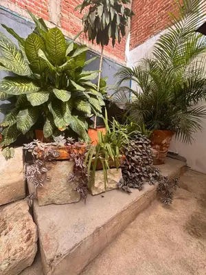 Jardín al aire libre en LA CASITA, Casa EA Oaxaca, Centro Histórico, Entrada Independiente, Excelente Ubicación
