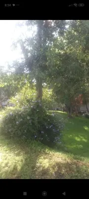 Jardín al aire libre en Casa blanca