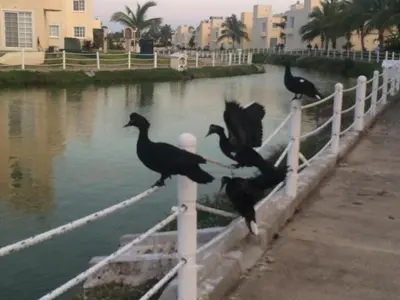 Animales en el apartamento o alrededores