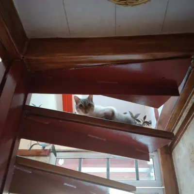 Mascotas con sus dueños en Habitación doble con baño y vista a la montaña