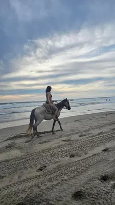 Animales en la casa o chalet o alrededores