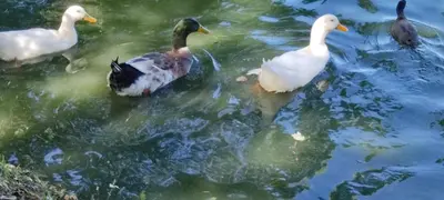 Animales en la casa o chalet o alrededores