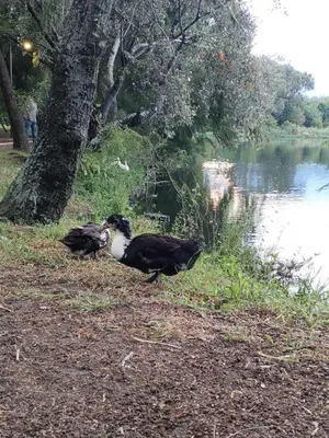 Vista de un río cerca de esta casa o chalet