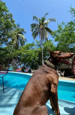Piscina en o cerca de Shalom Backpacker Hostel