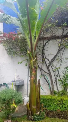 Jardín al aire libre en La casa del Jardín