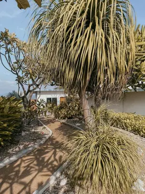 Jardín al aire libre en Casa Cumbres - Ocean View