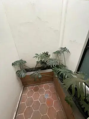 Plano de NoMADIK