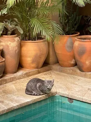 Piscina en o cerca de Dream Garden Villa in the Heart of Oaxaca