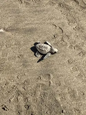 Animales en la villa o alrededores