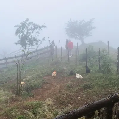 Animales en el camping o alrededores