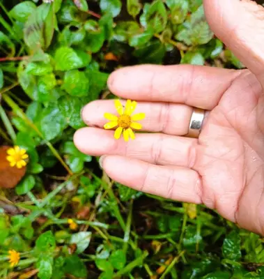 Jardín al aire libre en Casa Hobbit Xico