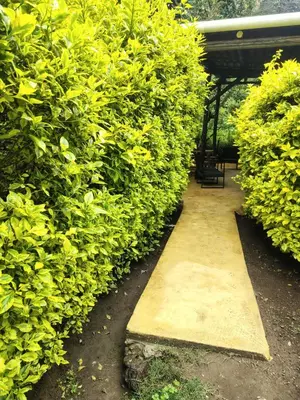 Jardín al aire libre en Temazcal en la montaña, hospedaje
