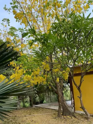 Jardín al aire libre en Villa Ixora-Casa privada 1 recámara en Agua Dulce