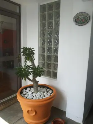 Plano de Colibrí B&B
