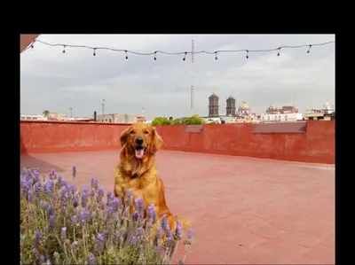 Mascotas con sus dueños en Hotel Rincón Poblano