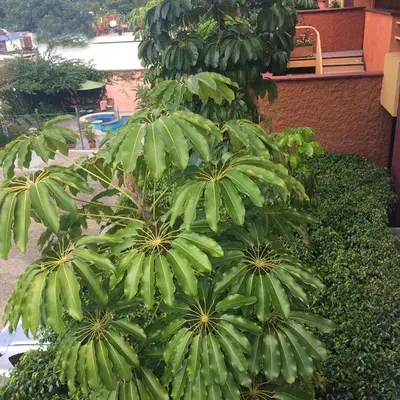 Jardín al aire libre en Suites Parador Santo Domingo de G.