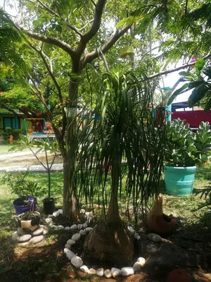 Jardín al aire libre en Hacienda San Miguel