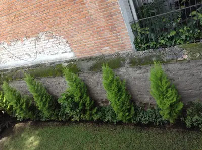 Jardín al aire libre en Hostal Centro de Coyoacan